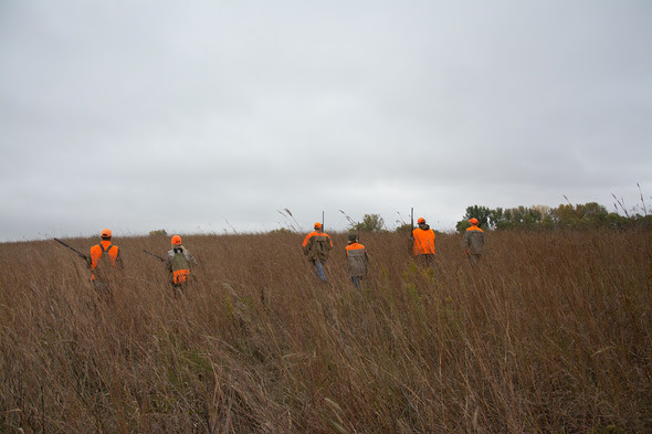Pheasant hunters in blaze orange walk through a field of tall grasses on a gray fall day.